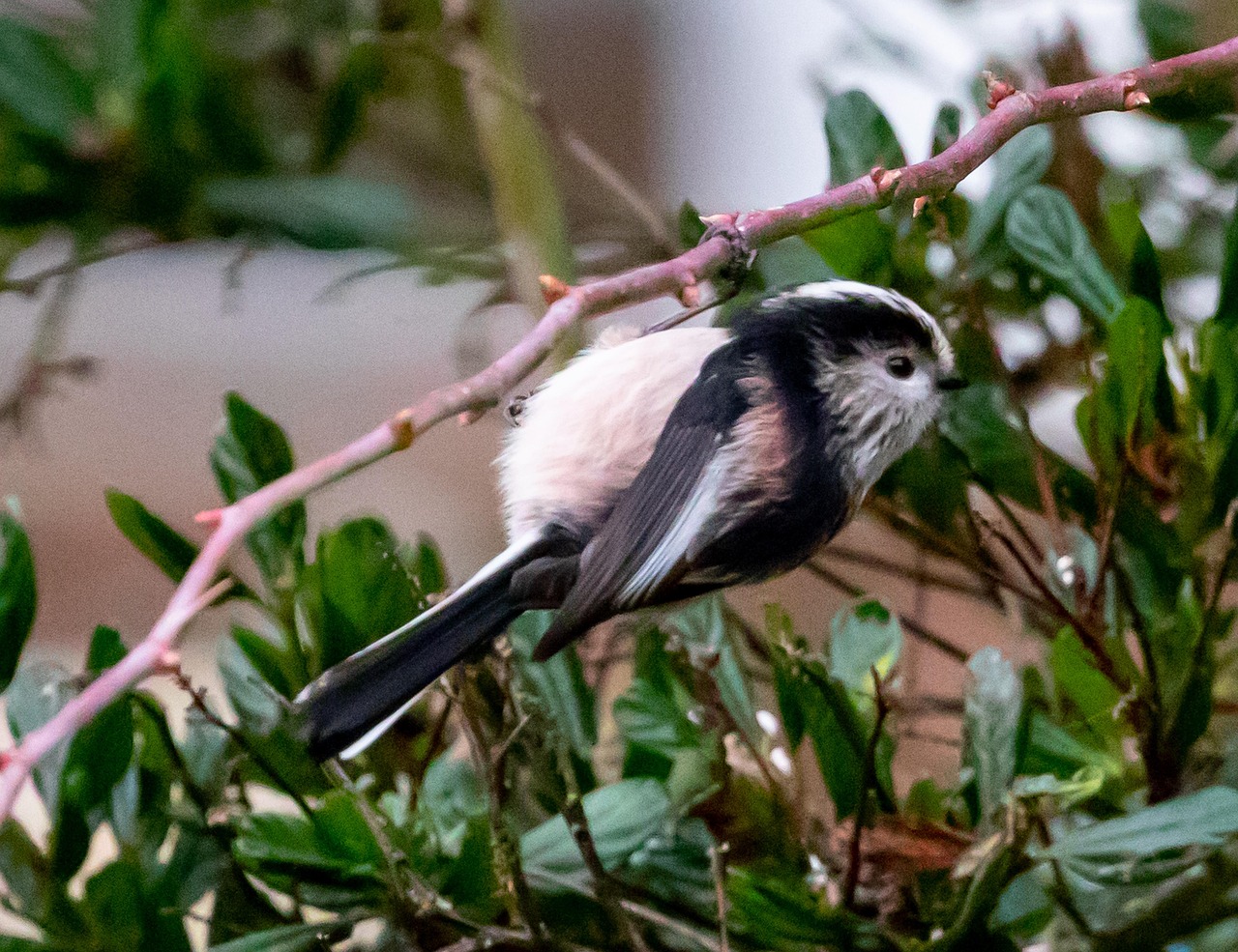 long tailed tit, pink tit, songbird, garden bird
