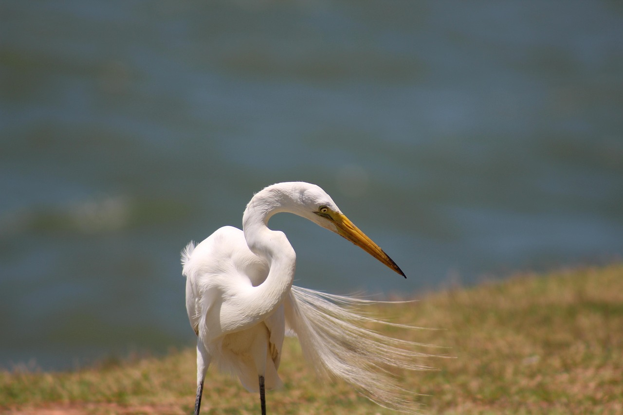 heron, bird, animal, wings, nature, nozzle, plumage, little egret, water, natural, feathers, florianópolis, santa catarina, brazil