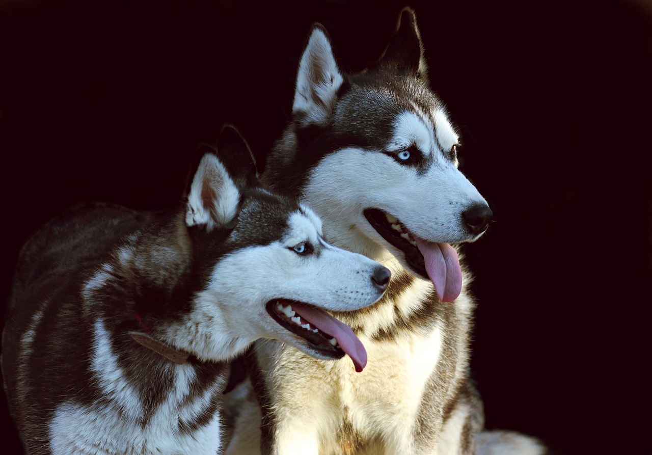 dogs, husky, pair, canine, animated