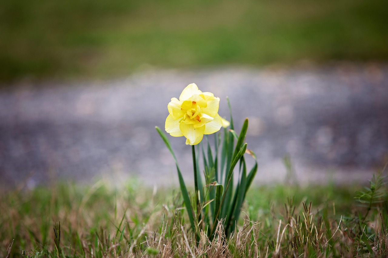 jonquil, flower, spring, daffodil, yellow, floral, springtime, easter, back-lit