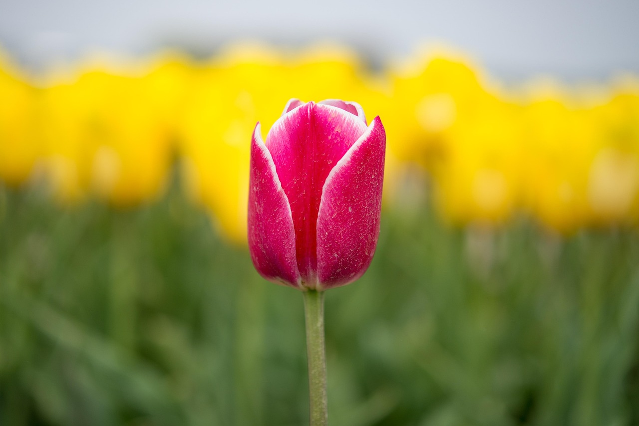 red, tu ip, yellow, flower, field, dutch, spring, nature, summer, meadow, blossom, green, landscape, season, bloom, floral, bright, netherlands, gardening, macro