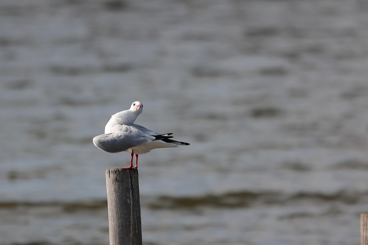 bird, gull, lake, natue, wildlife, animal, avian