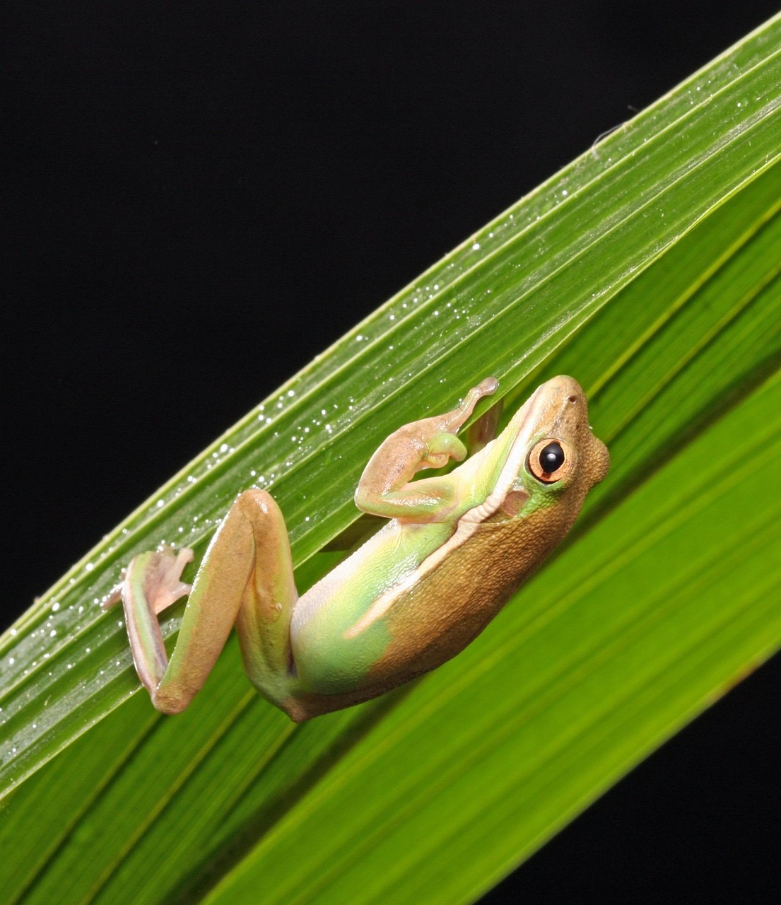 frog, green tree frog, amphibian, close-up, details, palm leaf, green, nature, wildlife, green nature, green tree, green leaf, green leaves, green closed