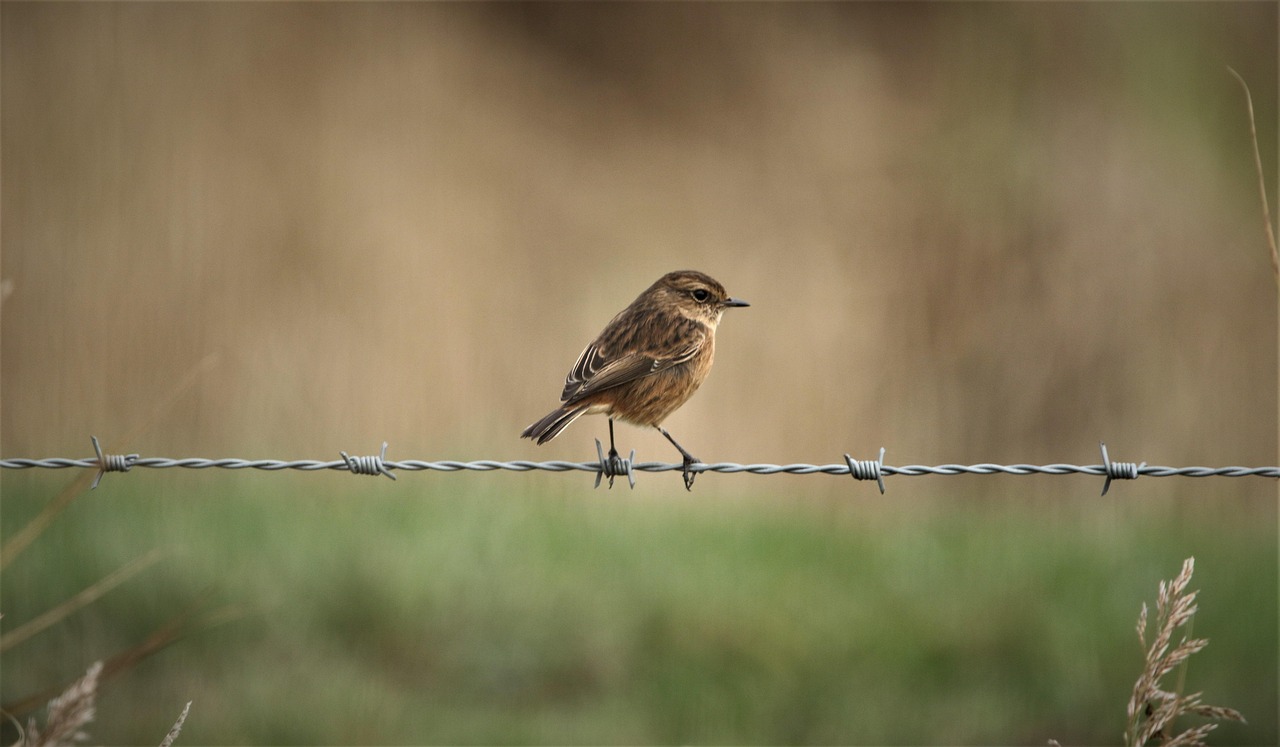 stonechat, bird, animal, siberian stonechat, asian stonechat, wildlife, barbed wire, nature, perched