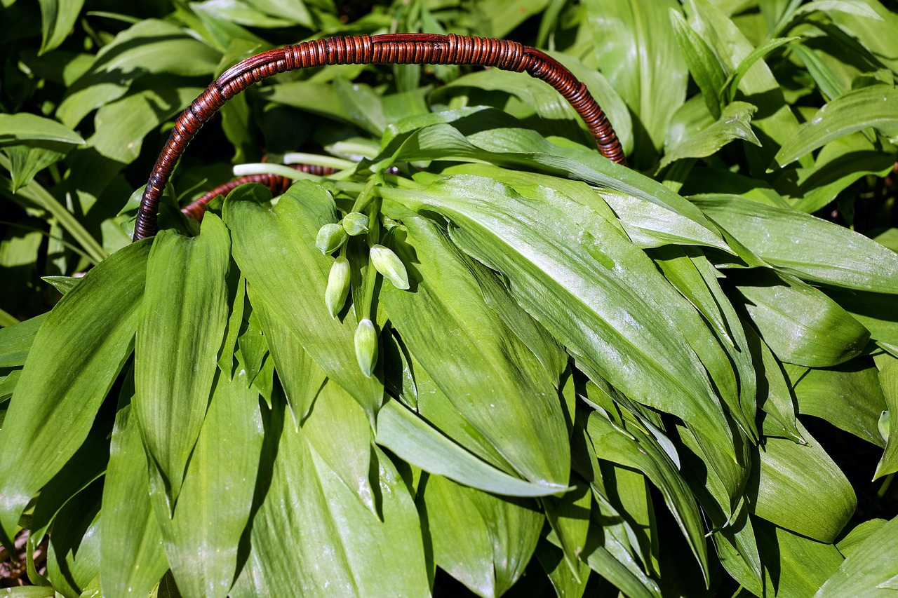 wild garlic, leaves, young wild garlic leaves, forest garlic, odor, wild vegetables, edible, allium ursinum, fresh, witch onion, medicinal plant, collect, basket, wild garlic buds, forest, nature