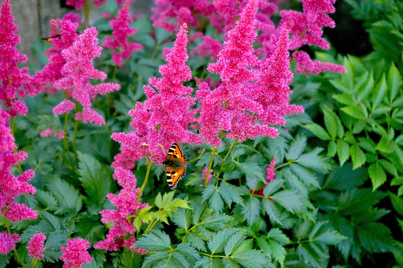 astilbe, flowers, butterfly, plant, insect, leaves, bloom, summer, nature