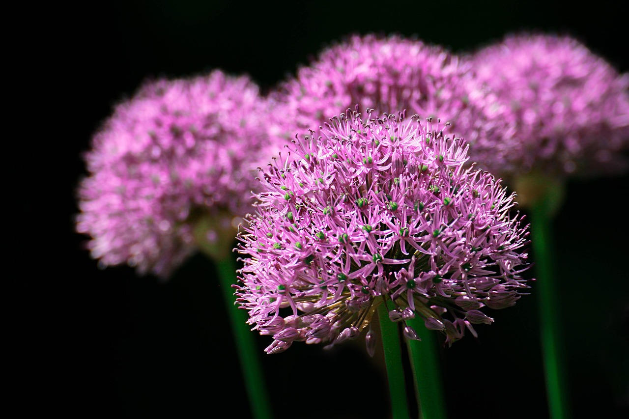 flowers, persian onion, purple flowers, star of persia, bloom, blossom, flowering plant, ornamental plant, plant, flora, nature, close up