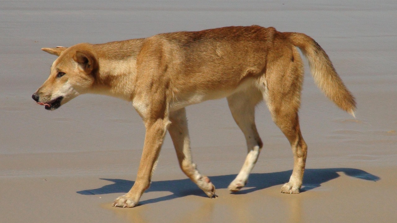 dingo, australia, fraser island