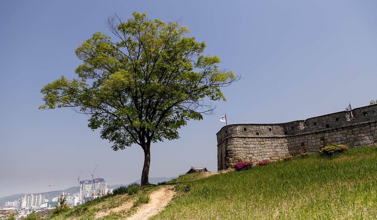 each day, tree, korea, republic of korea, suwon, suwon hwaseong fortress, castle, unesco, world cultural heritage