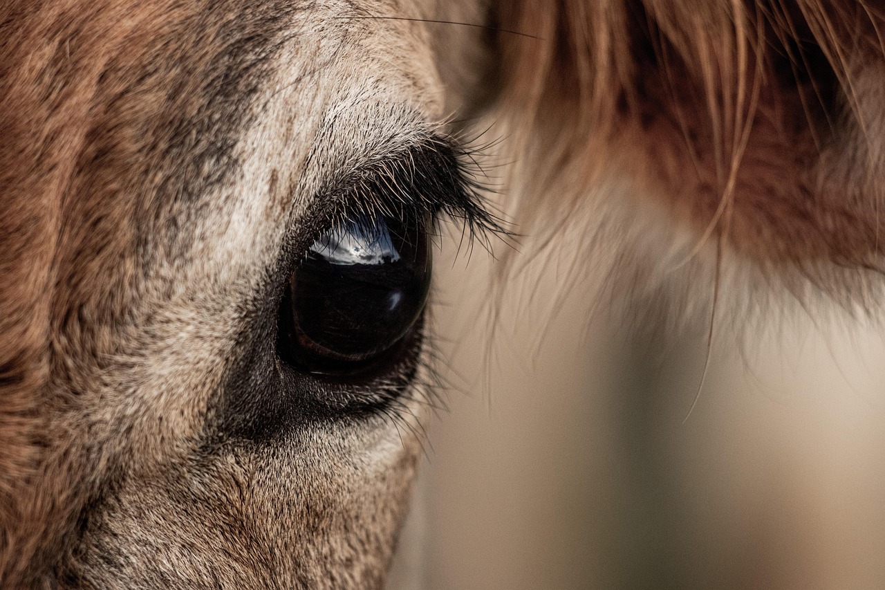 cow, animal, eye, eyelashes, head, livestock, mammal, reflection, macro, closeup