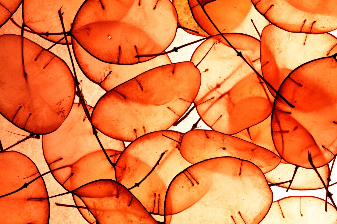 orange, abstract, plants, dollar, leaves, leaf, macro, colour, colourful, background, art, design, orange background, orange abstract, orange art, orange plant, orange leaf, orange design, orange color, orange leaves, orange plants
