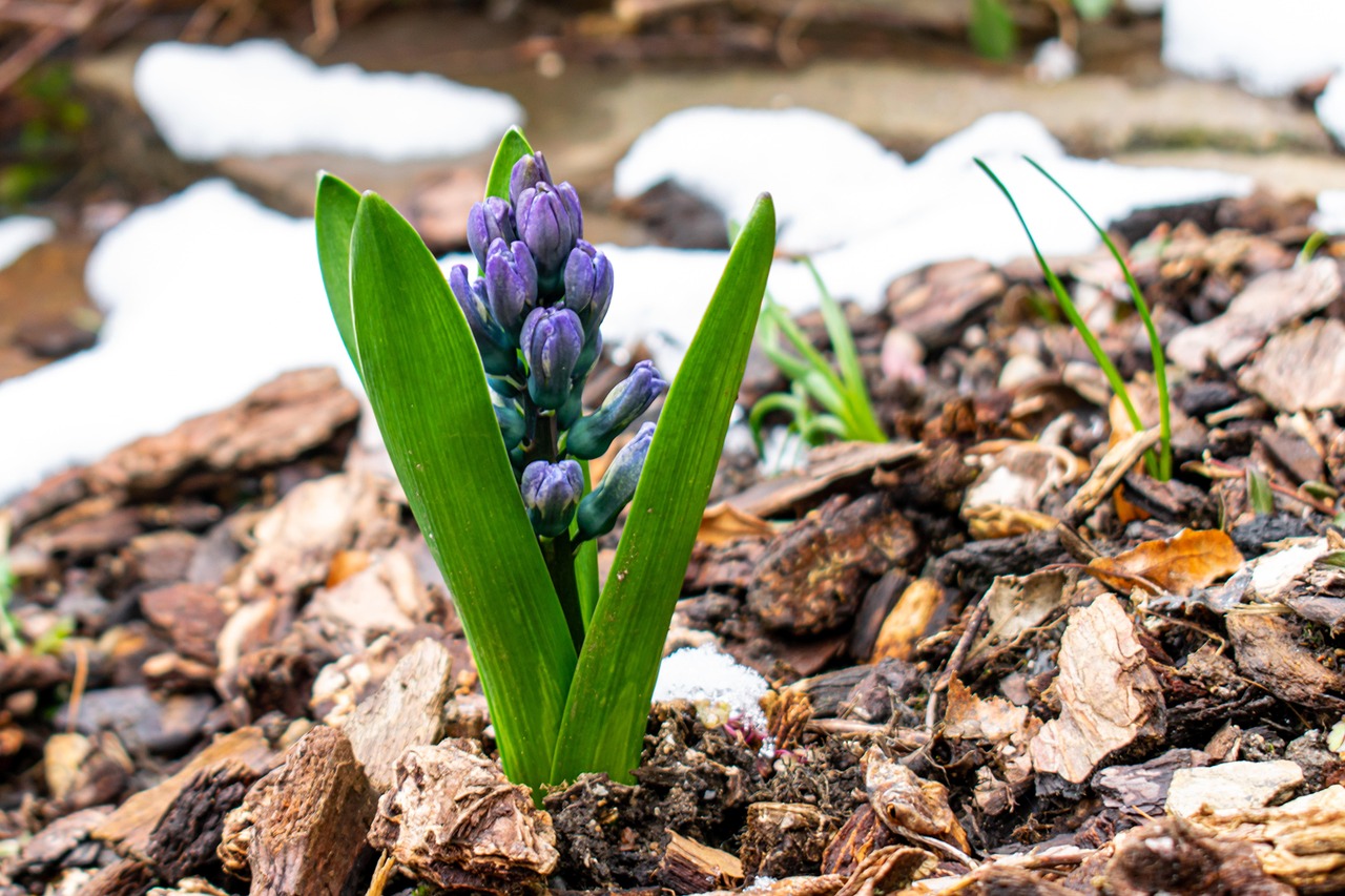 spring, hyacinth, scion, violet, young plant, garden, bark mulch, snow