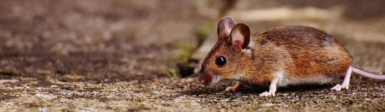 mouse, rodent, cute, mammal, nager, nature, animal, wood mouse, apodemus sylvaticus, fur, small, button eyes, brown, brown mouse, animal world