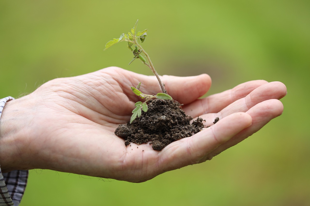 planting, transplanting, cherry tomato, spring, season, nature, plant, garden