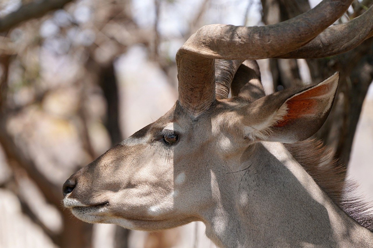 kudu, horn, upright, head, vigilant, namibia, africa, nature