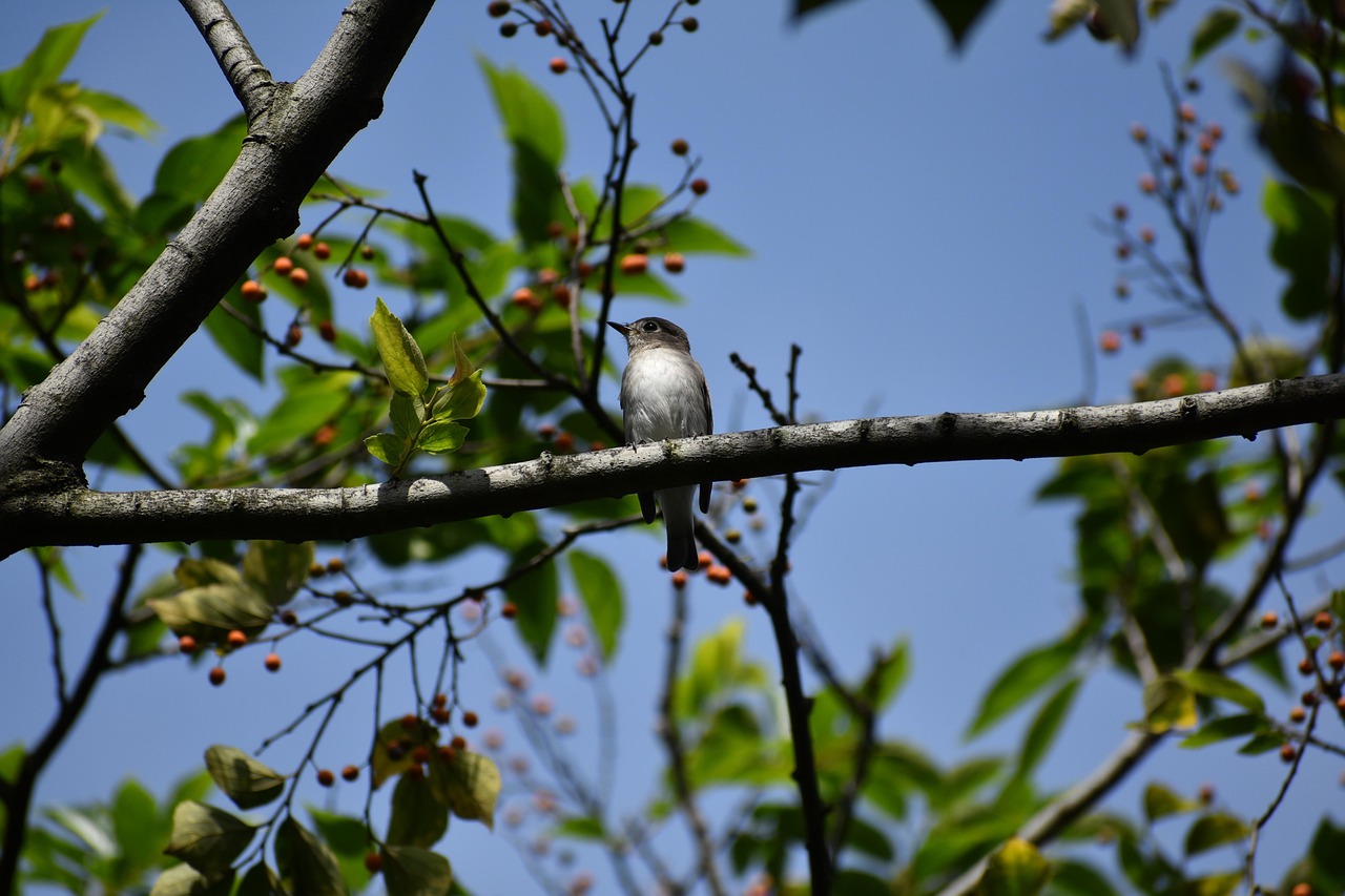 animal, sky, kusagi, bird, wild bird, 旅鳥, flycatcher department of, the shark bit key, season, autumn, wild animals, natural, landscape