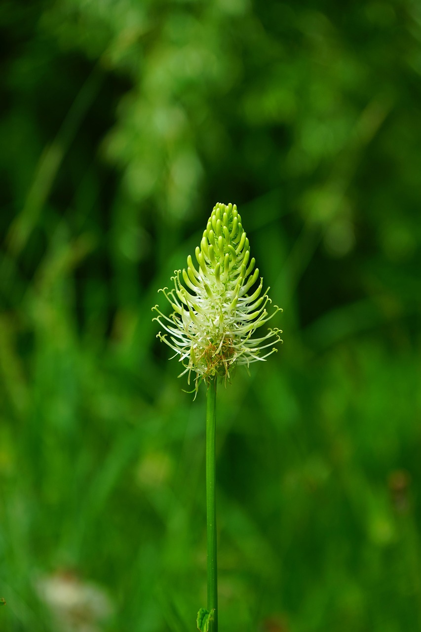 year old devil's claw, flower, blossom, bloom, white, devil's claw, phyteuma spicatum, white devil's claw, phyteuma, bluebell family, campanulaceae, meadow herbs, meadow plant, pointed flower, greenish, yellowish white, semi-rosette plant, cup flower type, inflorescence