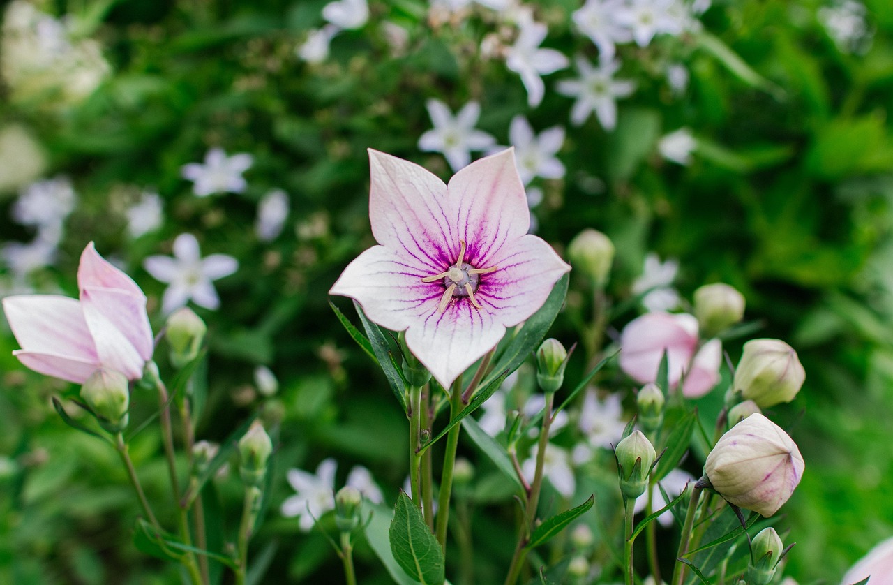 platycodon, bell, flower, flora, nature, garden, summer, july, natural, landscape