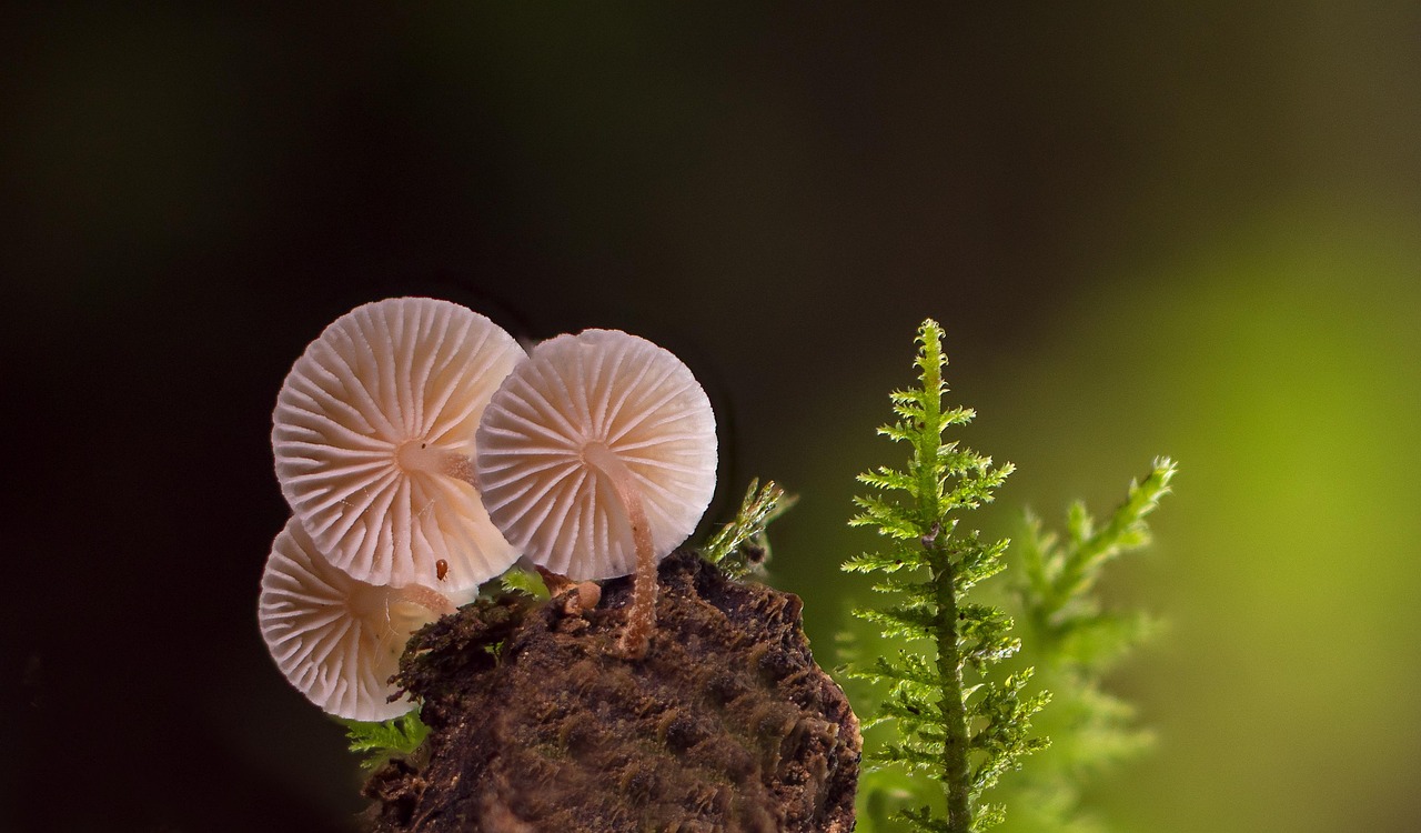 tiny, small mushroom, mushroom, mini mushroom, moss, mushrooms, agaric, forest mushrooms, screen fungus, wood fungus