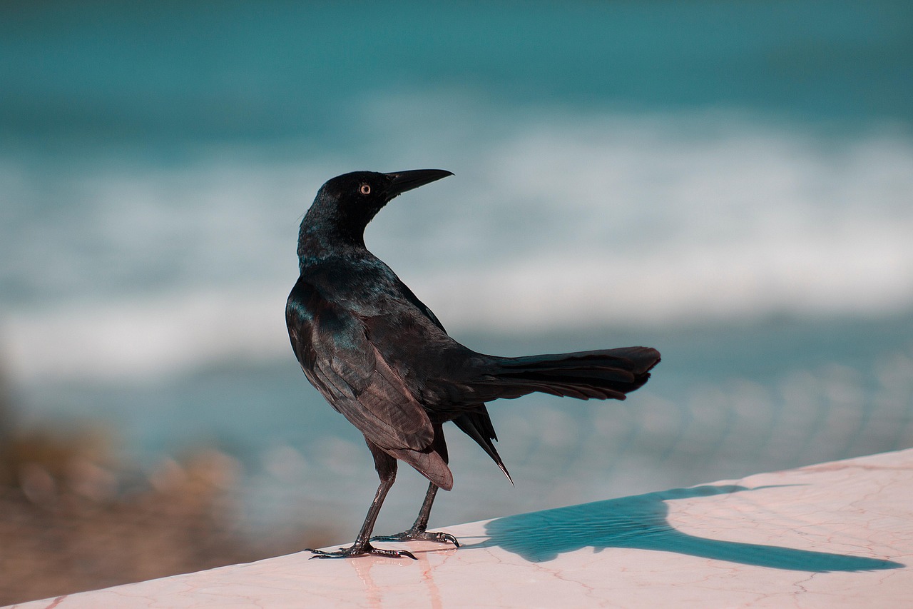 bird, black bird, mulatto maria, cartagena, mulatto, sunset, landscape
