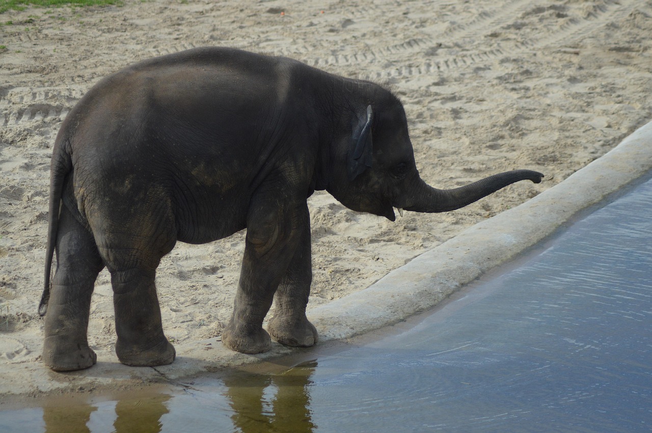 animal, elephant, young, defense, grey, zoo, cute, nature, mammal, water, drink, deceived, moving forward