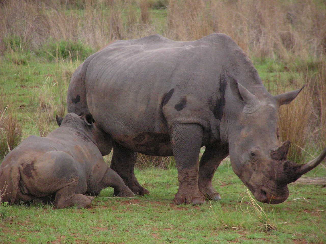 rhino, baby, mother, feeding, milk, animal, rhinoceros, nature, wildlife, mammal, wild, africa, endangered, young, white, safari, zoo, fauna, horn, ceratotherium, park, reserve, south africa, tourism, bush, travel