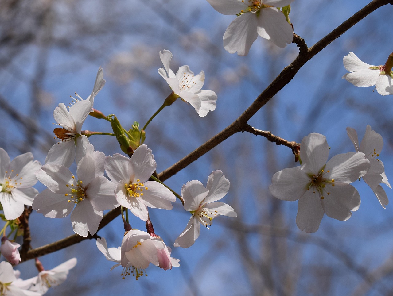 cherry blossoms, delicate, wild cherry, cherry, tree, buds, blossom, flower, bloom, plant, nature, wild, white, spring