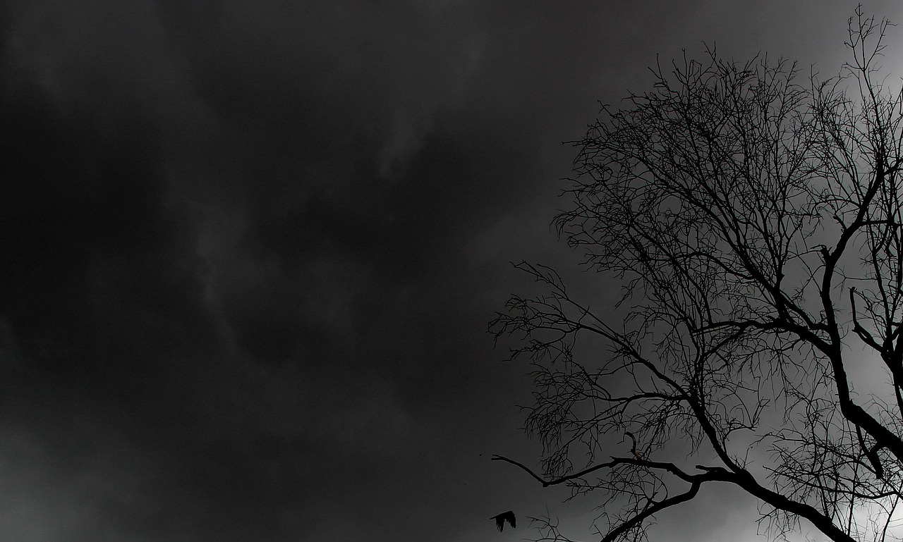 tree, nature, dark, night, gloomy, silhouette, spooky, halloween, gray tree, gray night, gray dark