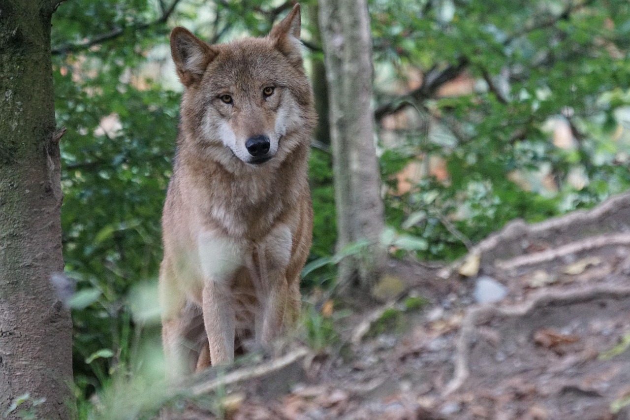 wolf, european wolf, attentive