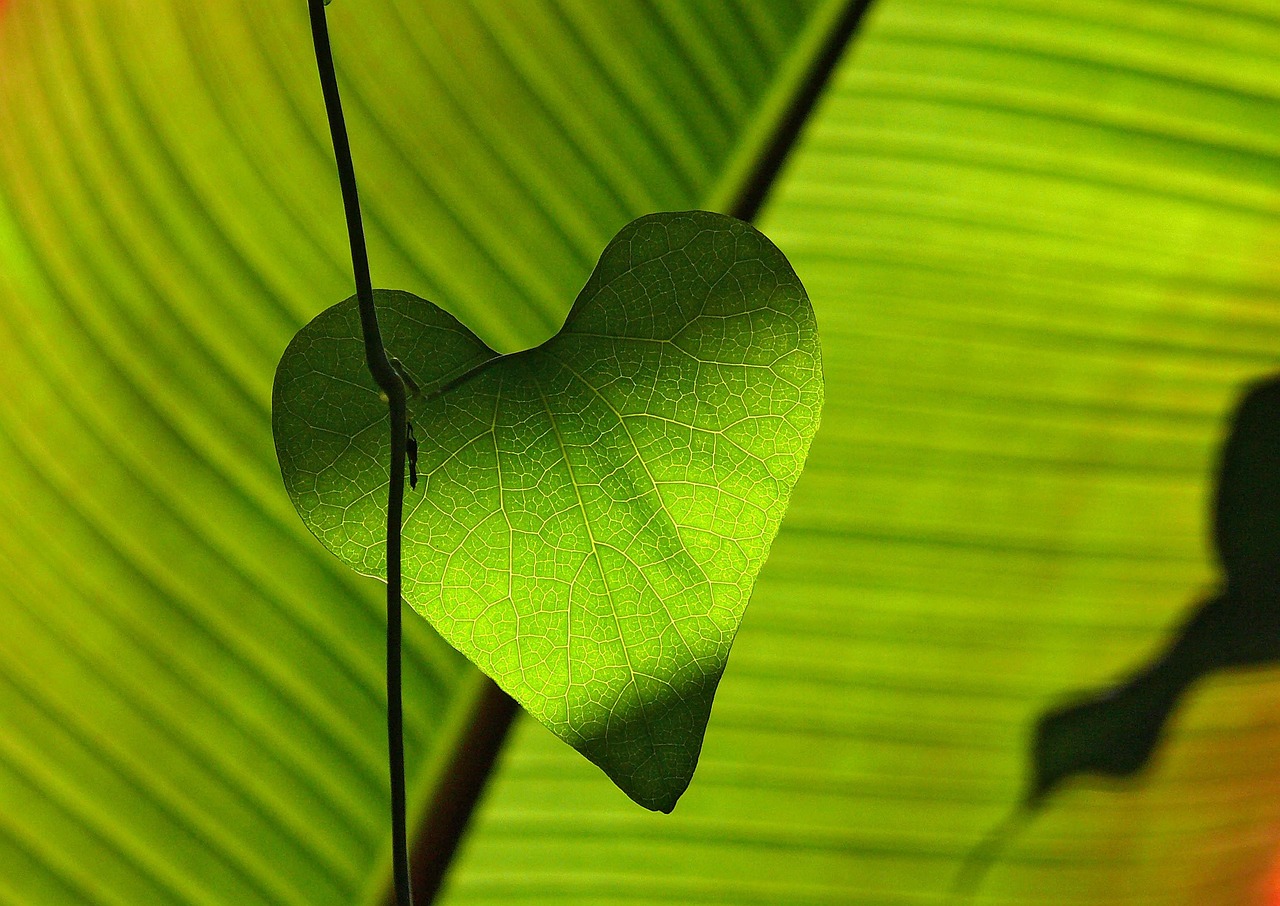 leaf, heart, green, shadow play, leaf veins, sheet, plants, nature, botany
