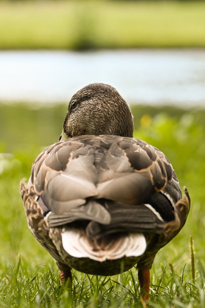 duck, mallard, nature, water bird, bird, animal, plumage, wildlife, ornithology, lake, close up, meadow