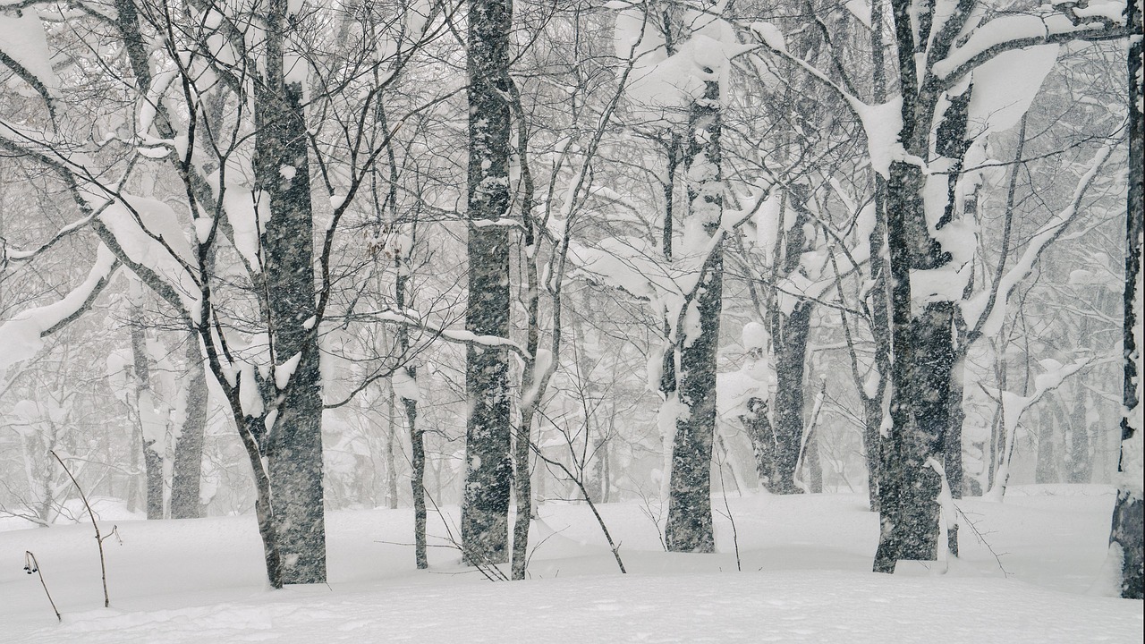 landscape, winter, snow, snowstorm, beech forest, tohoku japan, season, cold, woods, wilderness