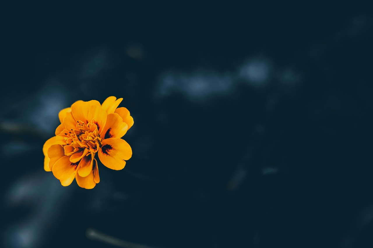 french marigold, flower, plant, marigold, marigold flower, yellow flower, petals, bloom, dark, gloomy, somber, nature