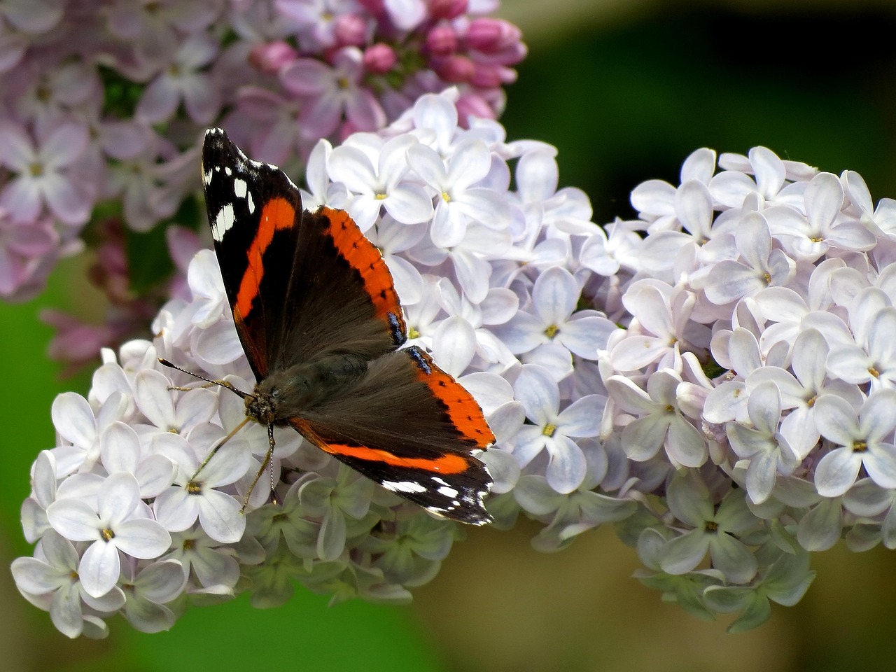 nectar, ali, butterfly, nature