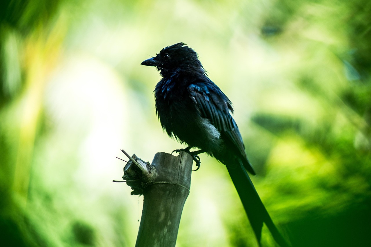 blackbird, birds of bangladesh, bangladesh, nature, bird