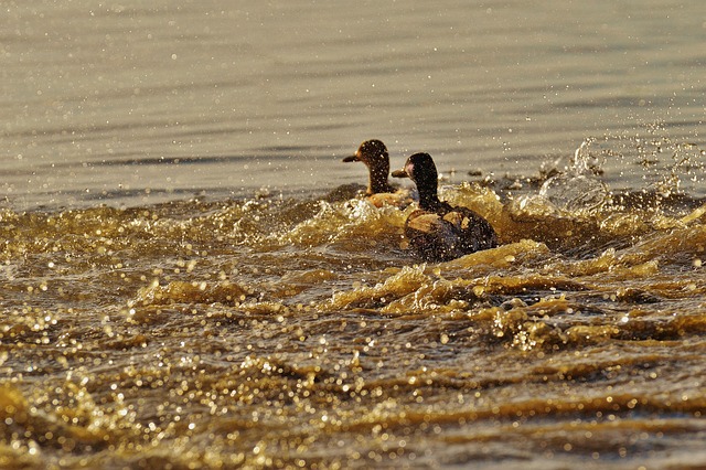 ducks, escape, tracking, revolt, few, nature, water, lake constance, wildlife, lake, bird, feathers, water bird, plumage