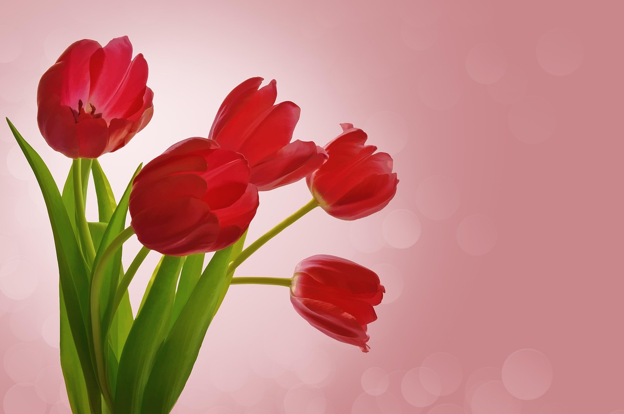 flowers, tulips, valentine, romance, bouquet, pink, red, red flower