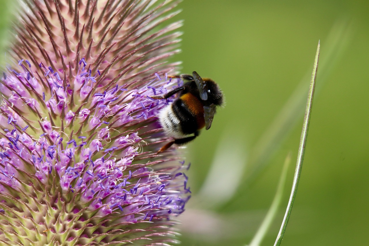 dark earth bumblebee, bombus, insect, bee, cardoon, wild cardoon, flower, pollinate, pollination
