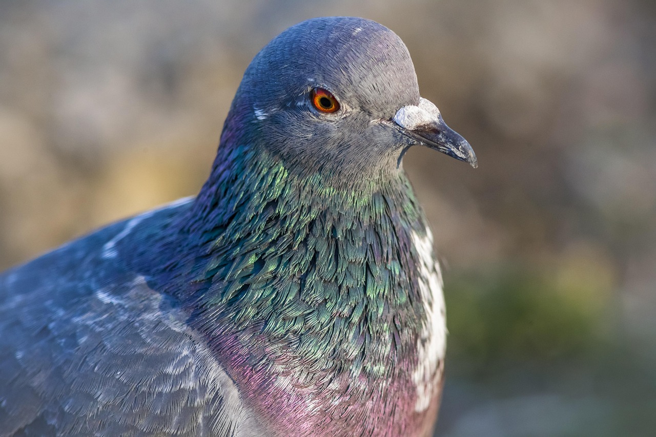 domestic pigeon, columba livia domestica, dove, bird, pigeon, animal, nature, feathers, peace, pigeons, wings, freedom, symbol, fauna