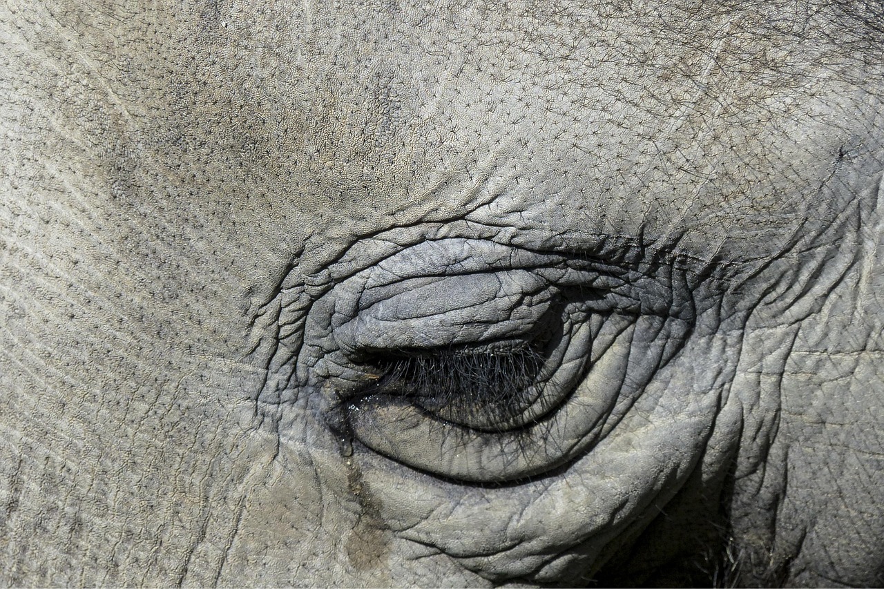 tearing, cry, elephant, eye, nature, animal, wildlife, mammal, sad, skin, close up, macro, wrinkles, pores, eye lashes, emotions