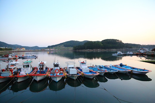 완도 김