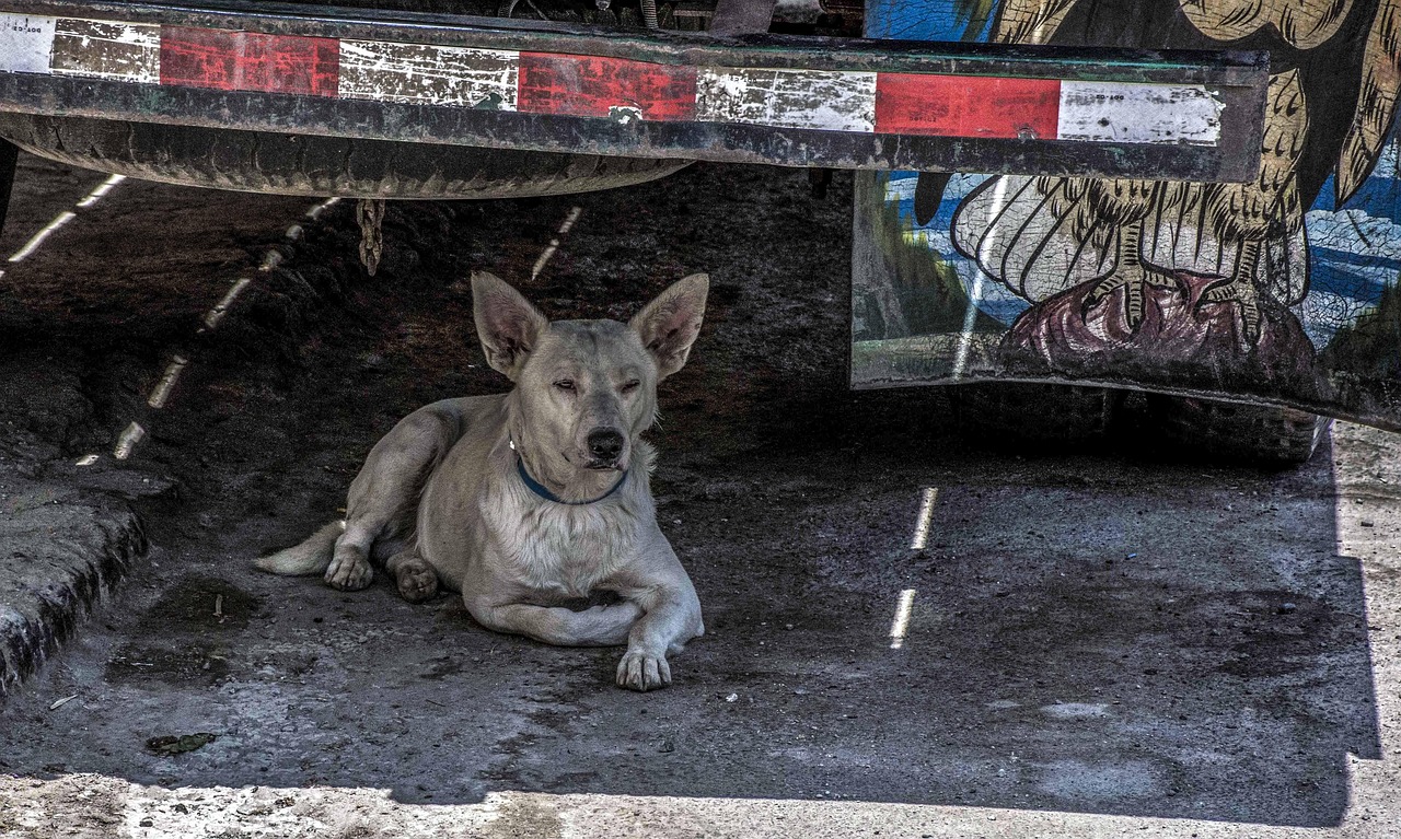 san jeronimo de surco, peru, lime, darling, heritage, peruvian, history, cataratas de huanano, nature, views, landscape, adventure, mountain, window, rustic, mascot, dog, street, bello, friend, poor