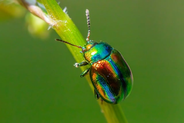 Image for Integrated Pest Management