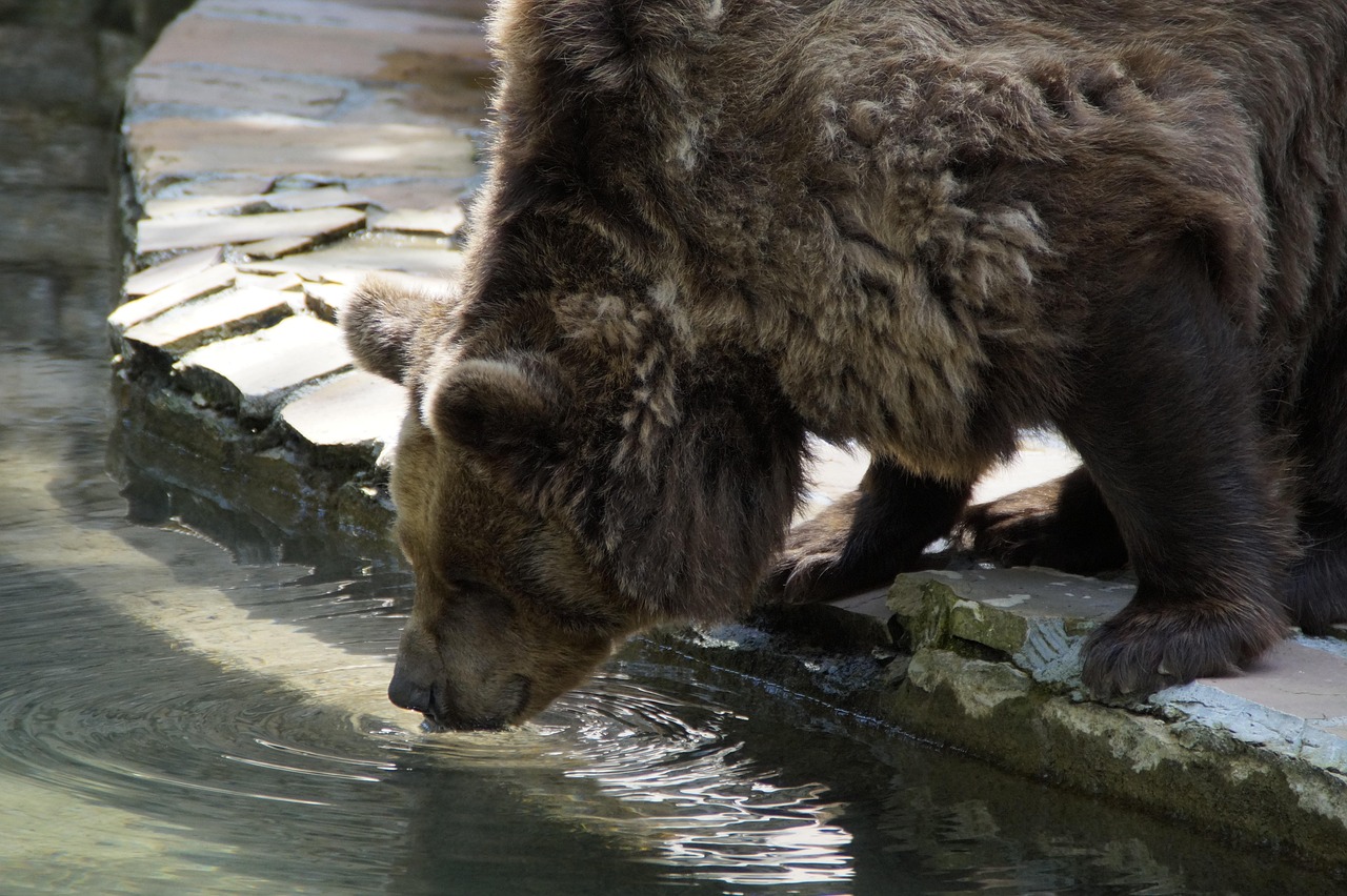 bear, drink, thirsty, brown bear, grizzly, grizzly bear, animal, zoo, teddy, mammal, predator, fur, wild animal, dangerous, master petz, zoo animal, strong, water