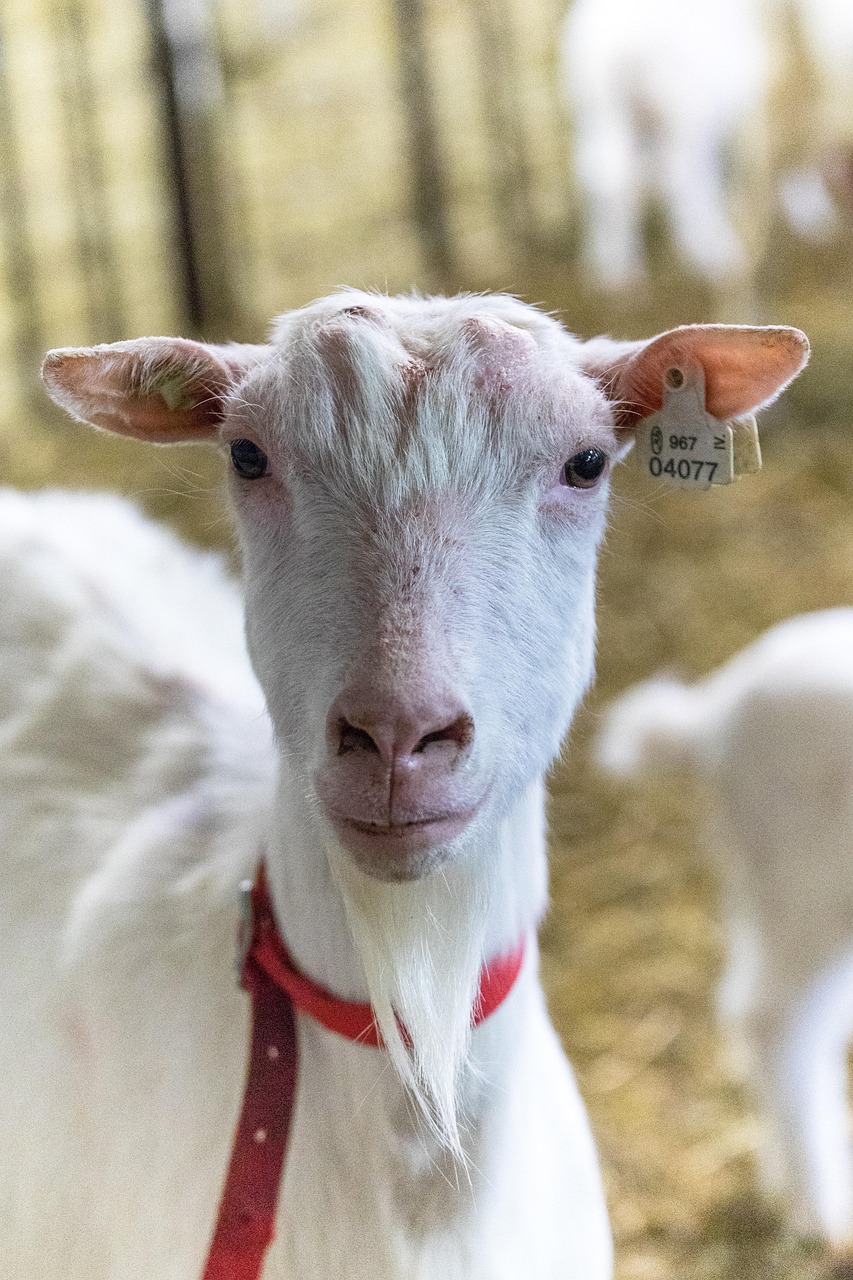 goat, farm, village, economy, animal, mammal, curious, view