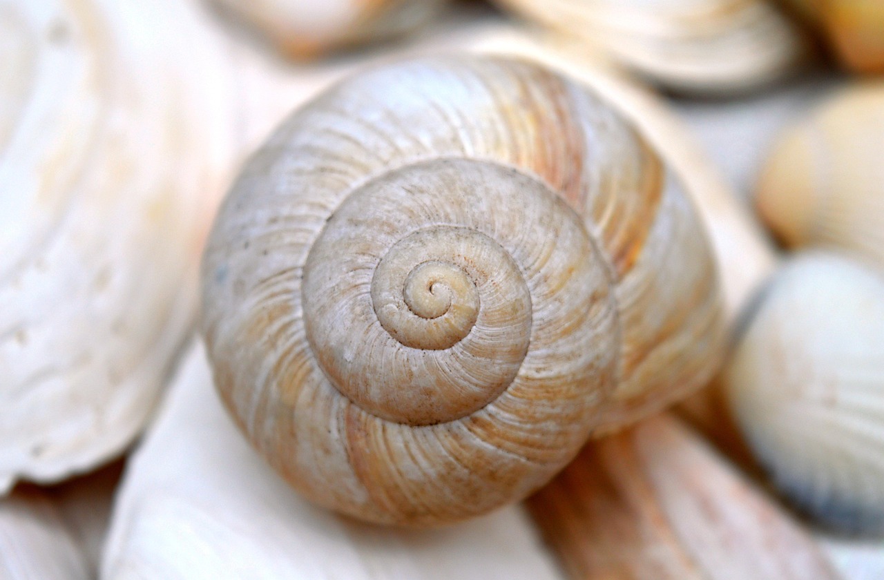 sleeve, mollusk, snail, shellfish, spiral, shell spiral, crustaceans, beach, maritime, summer, texture, coast, nature, mollusc, snail shell, template, design, vacation, to travel, casing, hd background, hd wallpaper, nature wallpaper