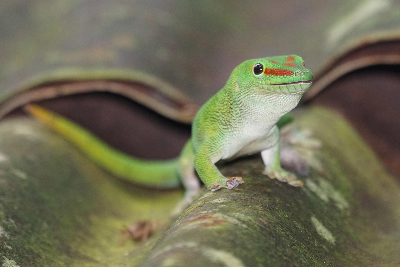 gecko, reptile, lizard, animals, schuppenkriechtier, insectivore, gekkonidae
