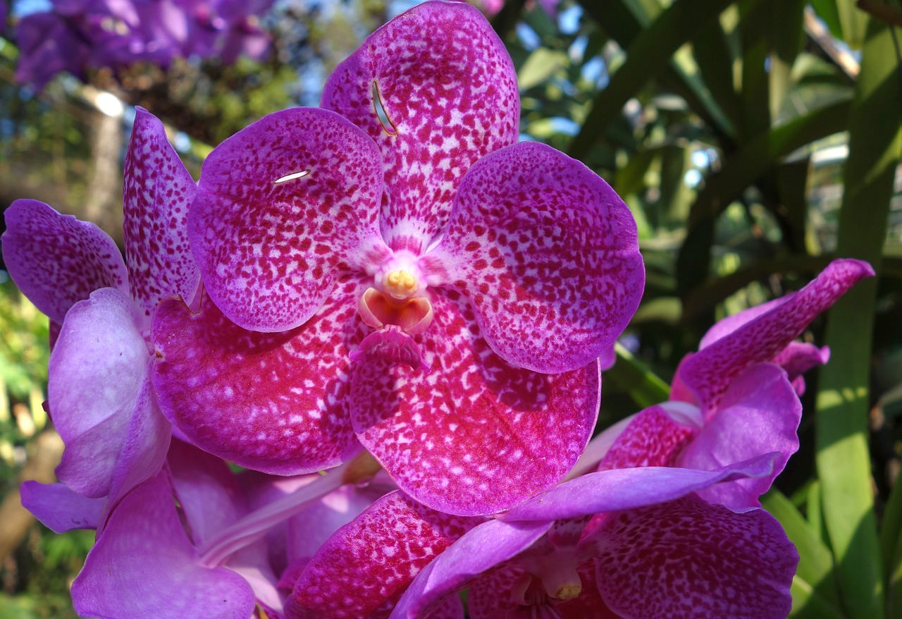 orchid, orchidea, purple, violet, flower, plant, decorative, beauty, nature, macro, blossom, bloom, brindle, petals, tropical, beautiful, close up