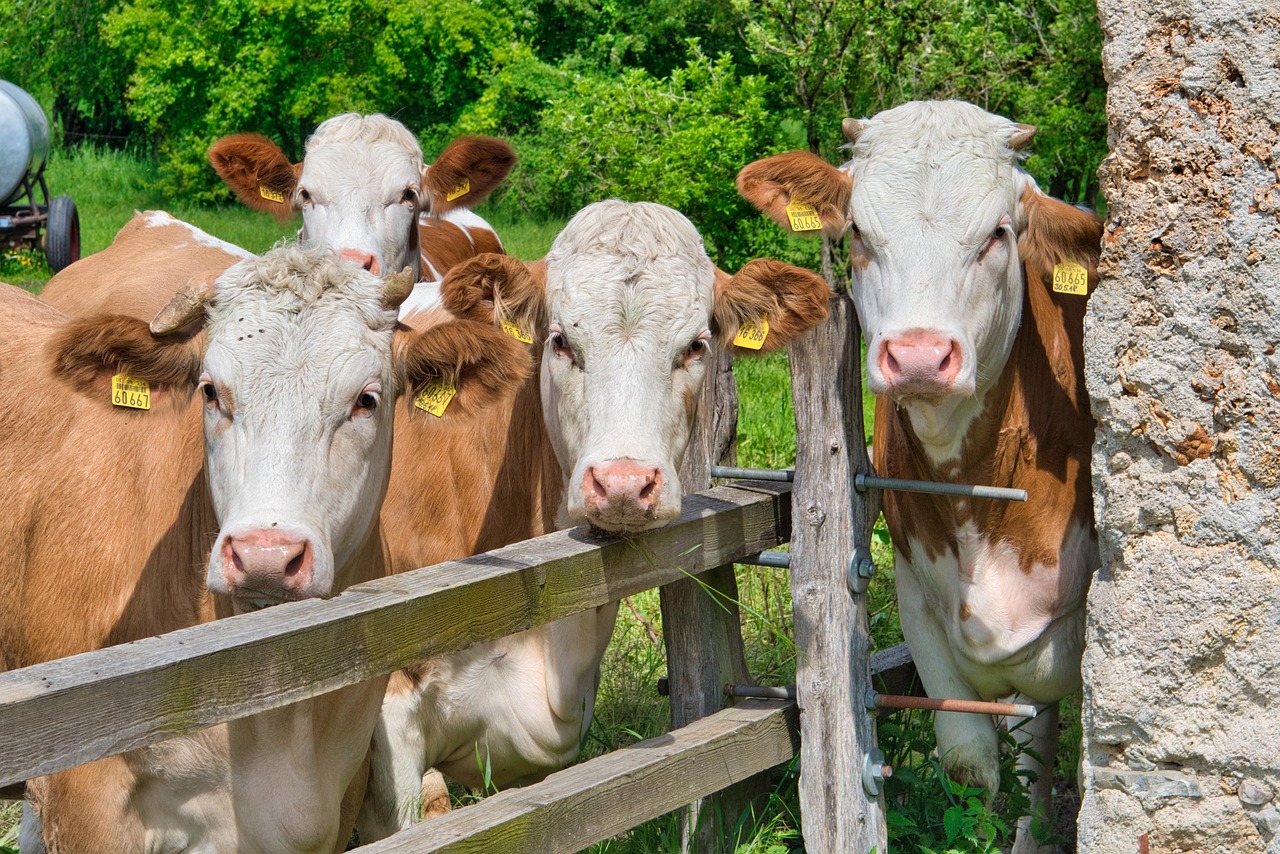cows, bovine, heads, pasture, nature, curiosity, watch, look, ear tags