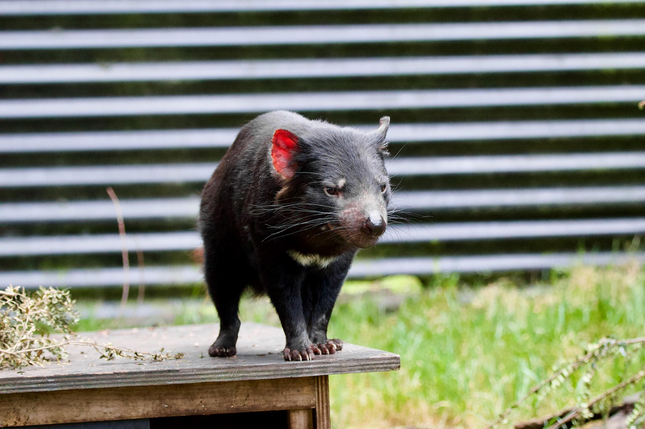 animal, tasmanian devil, mammal, species, fauna, wildlife, tasmania, nature, sanctuary, conservation